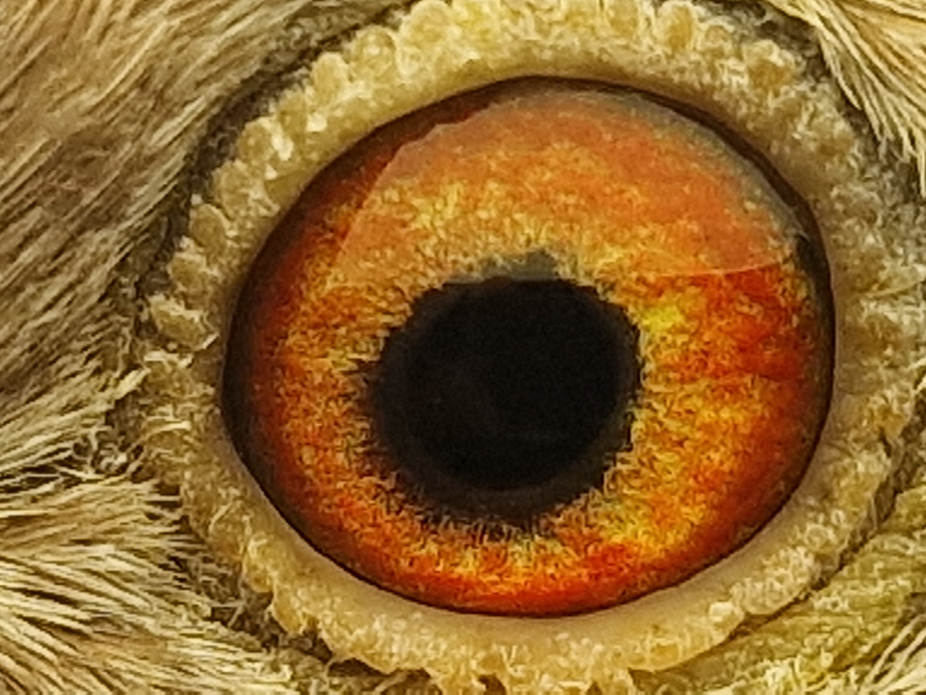 Pigeon eye